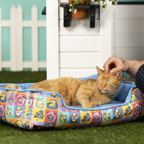 Put Your Paws Up for Pokémon Playful Partners at the Pokémon Center